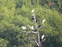 Wood Storks, Black Vultures, Cormorant, Great Egrets